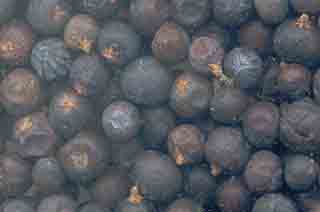 Juniper Berries - Click Image to Close